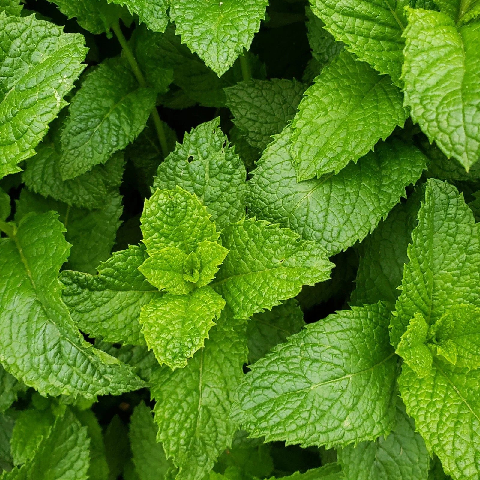 Live Peppermint Plants - Edible Aromatic Herb - Bare Roots - Mentha × ...