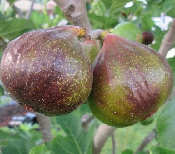 Olympian Fig Live Plant 1 QT Ficus carica in Grow Bag for Container Gardening, USDA Zones 7-10