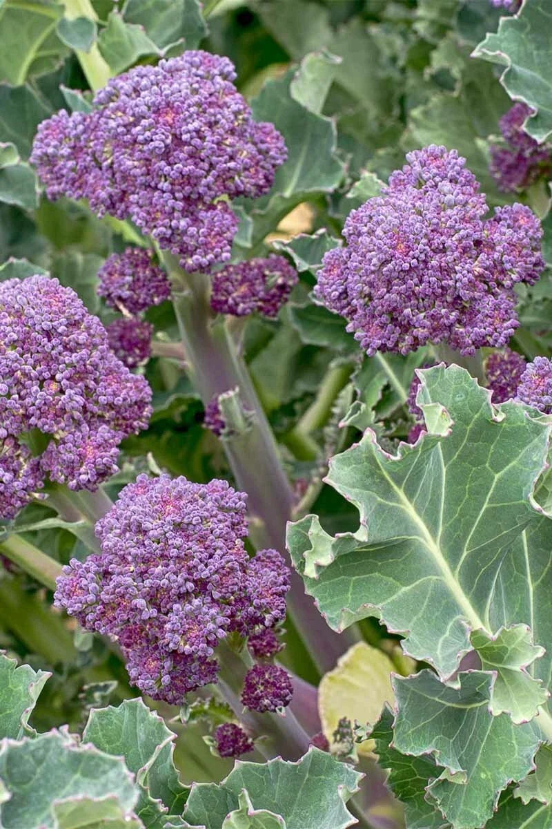Purple Broccoli Seeds – Non-GMO Heirloom Early Purple Sprouting Brassica oleracea, 500+ Seeds for Home Garden