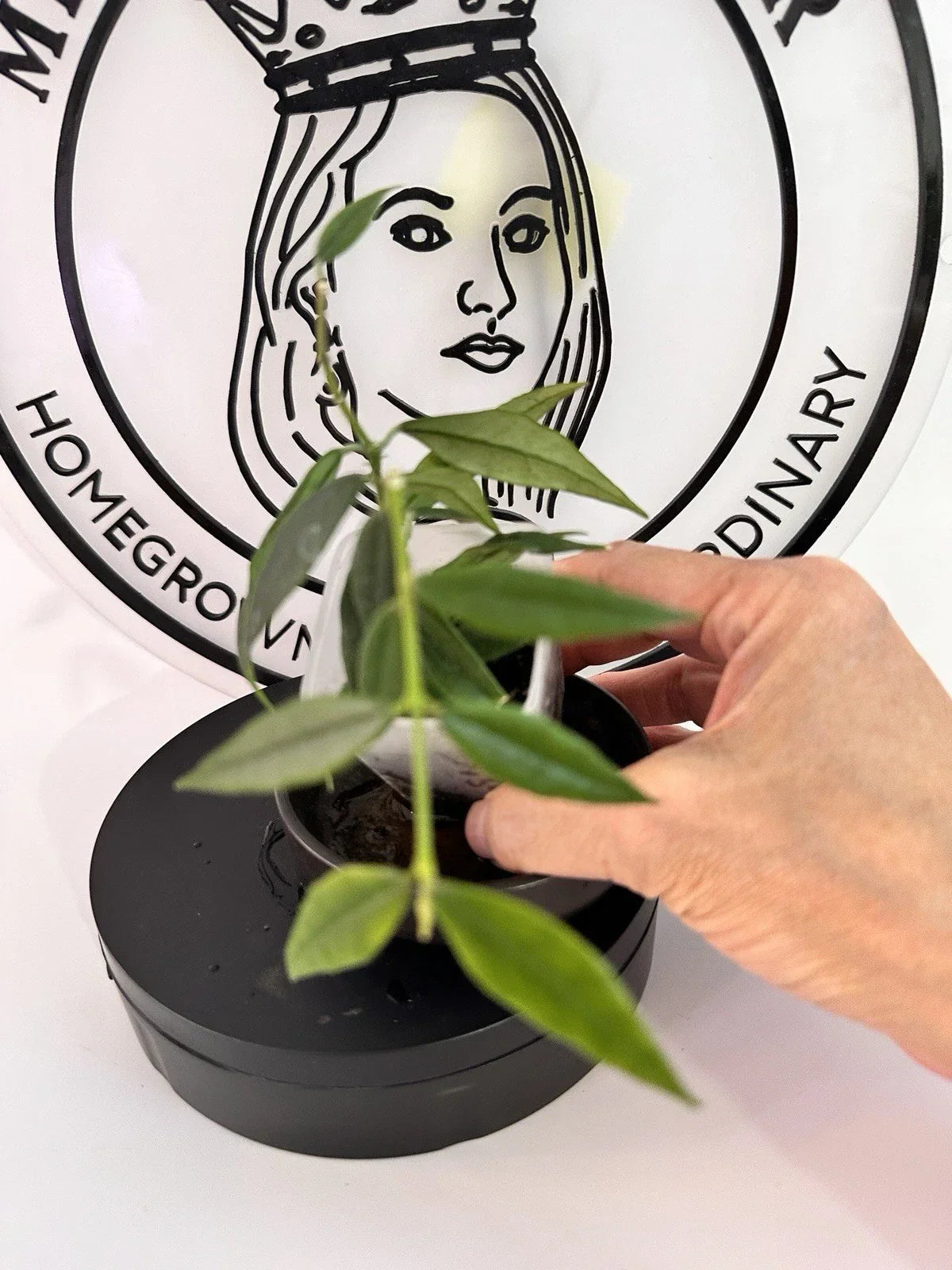 Hoya Paxtonii Plant - Trailing Indoor Houseplant - Wax Plant with Green Leaves - Hoya Species - 4-inch Pot