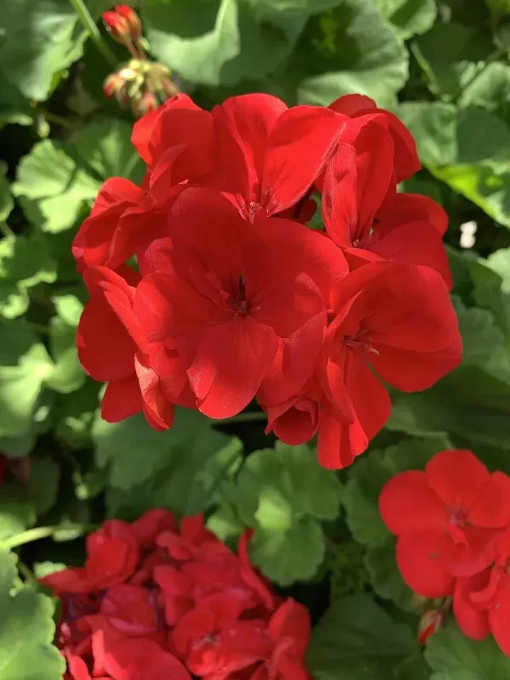 Red Geranium Cuttings - 6 Planting Cuttings - Pelargonium × hortorum - Vibrant Red Blooms for Garden & Containers