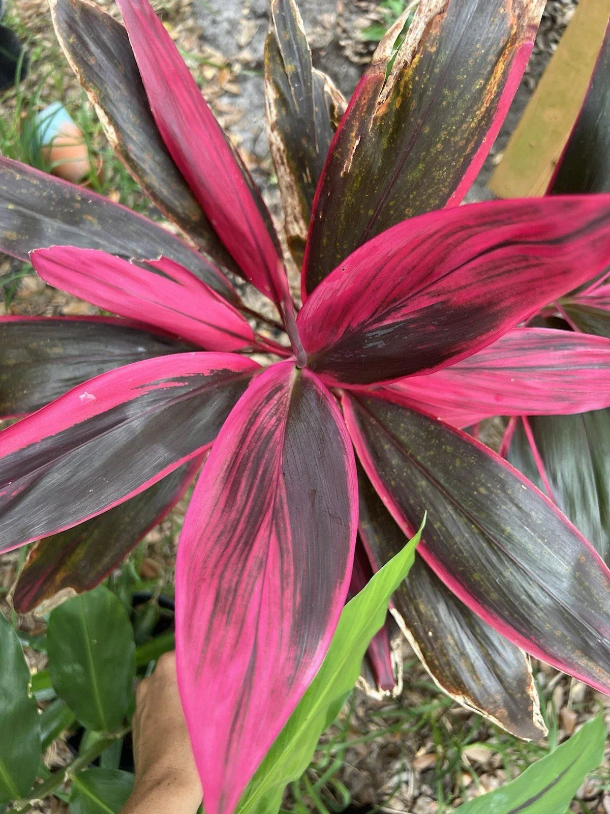 Hawaiian Ti Leaf Cuttings 6-inch Green Pink Red Hybrid Cordyline fruticosa Fresh Plant Propagation