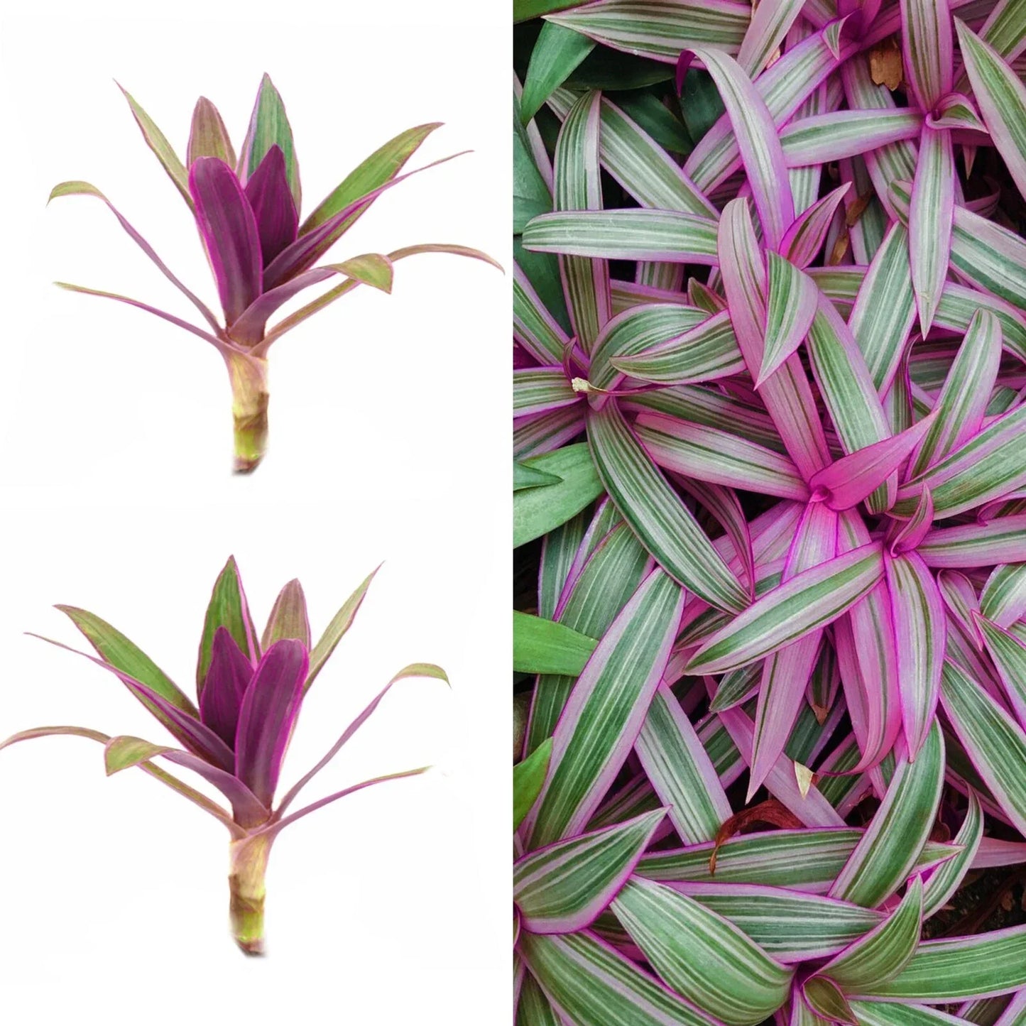 Live Plant Cuttings - Purple Tradescantia Spathacea - Oyster Plant, Moses Cradle - Tropical Houseplant, Indoor Garden