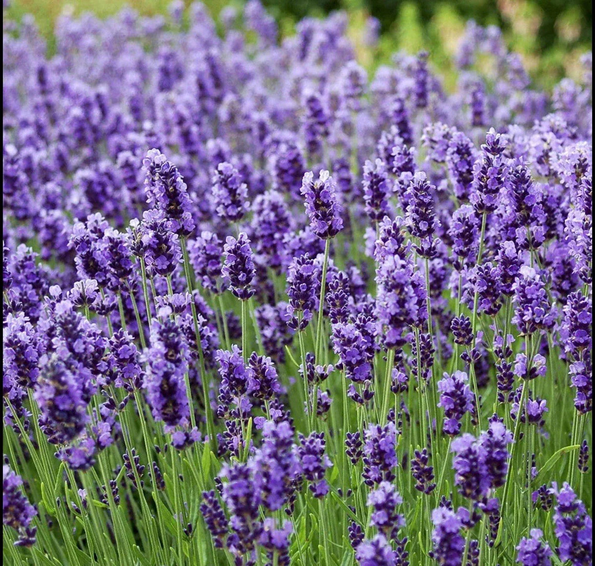 Lavender Seeds 400+ True Lavender Lavandula Angustifolia Perennial Non-GMO