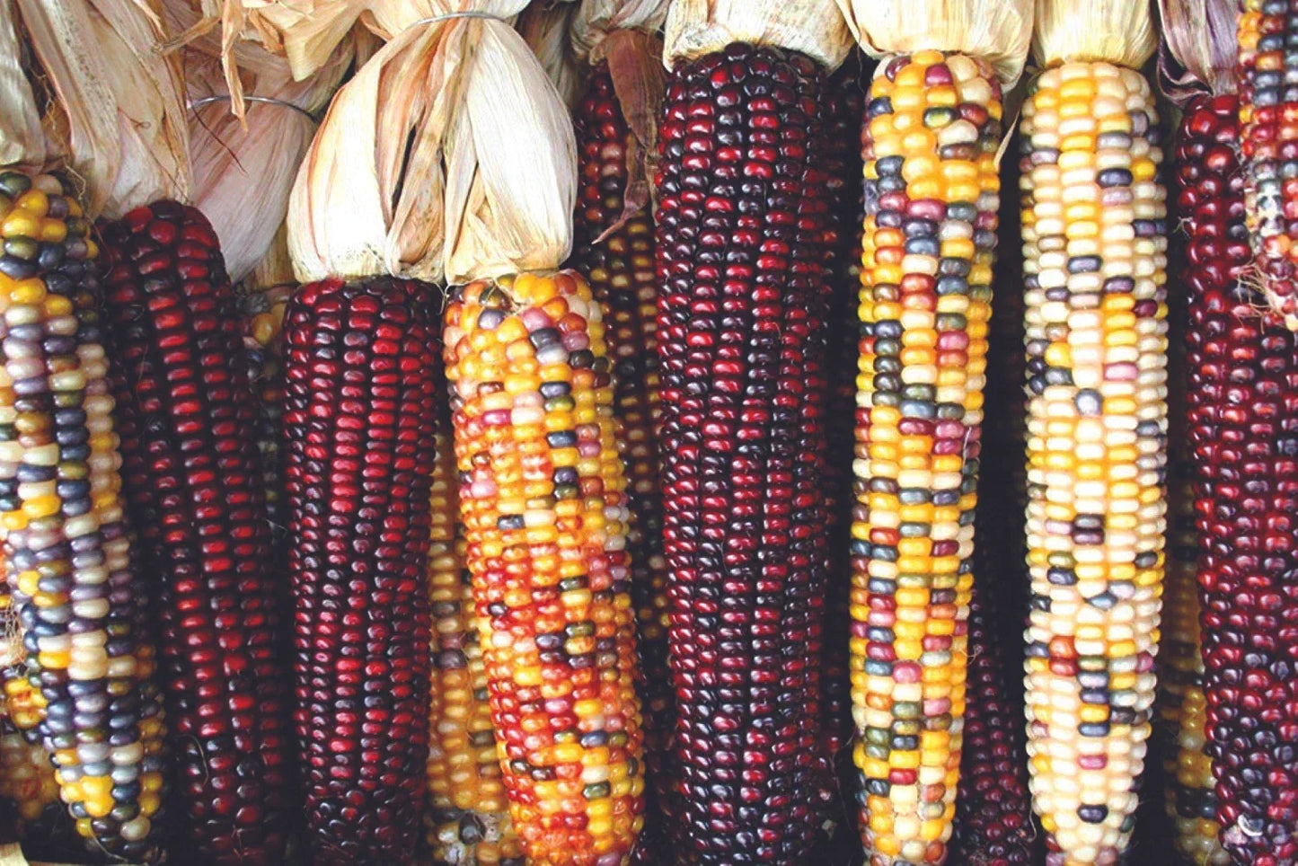 Indian Ornamental Corn Seeds 30 Ct Rainbow Zea mays Non-GMO Decorative Vegetable Seeds for Garden & Landscaping
