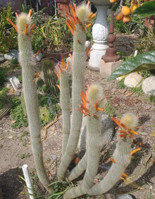 Cleistocactus Hyalacanthus Frosty Torch Silver - 1 Double Arm Rooted Rare Orange Cactus Plant