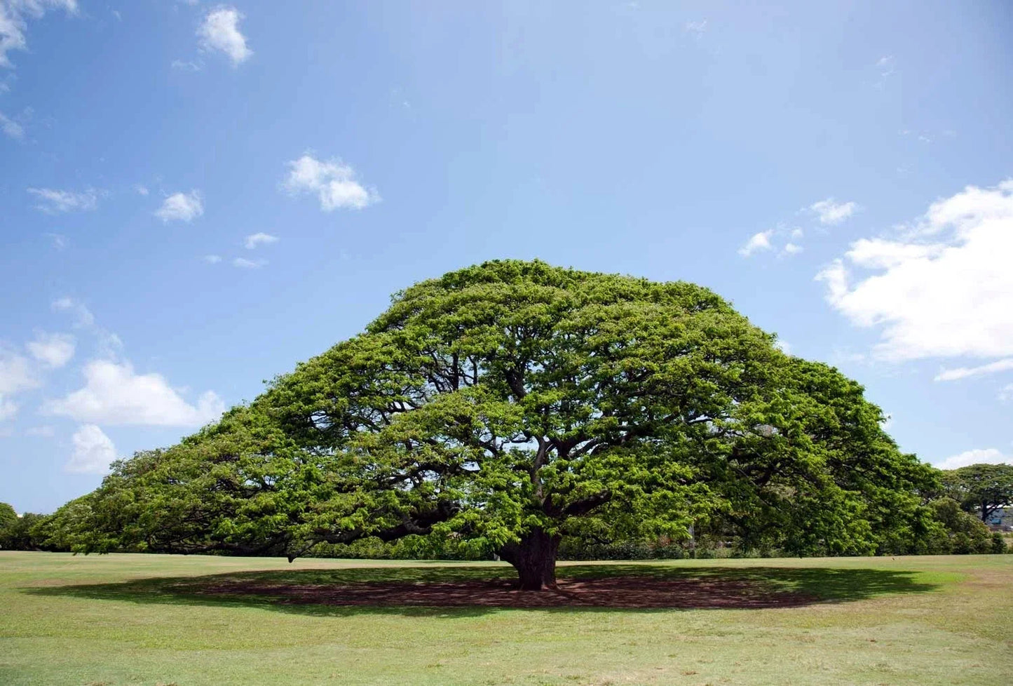 20 Rain Tree Seeds Albizia saman Monkey Pod Tropical Tree for Garden Landscape Planting