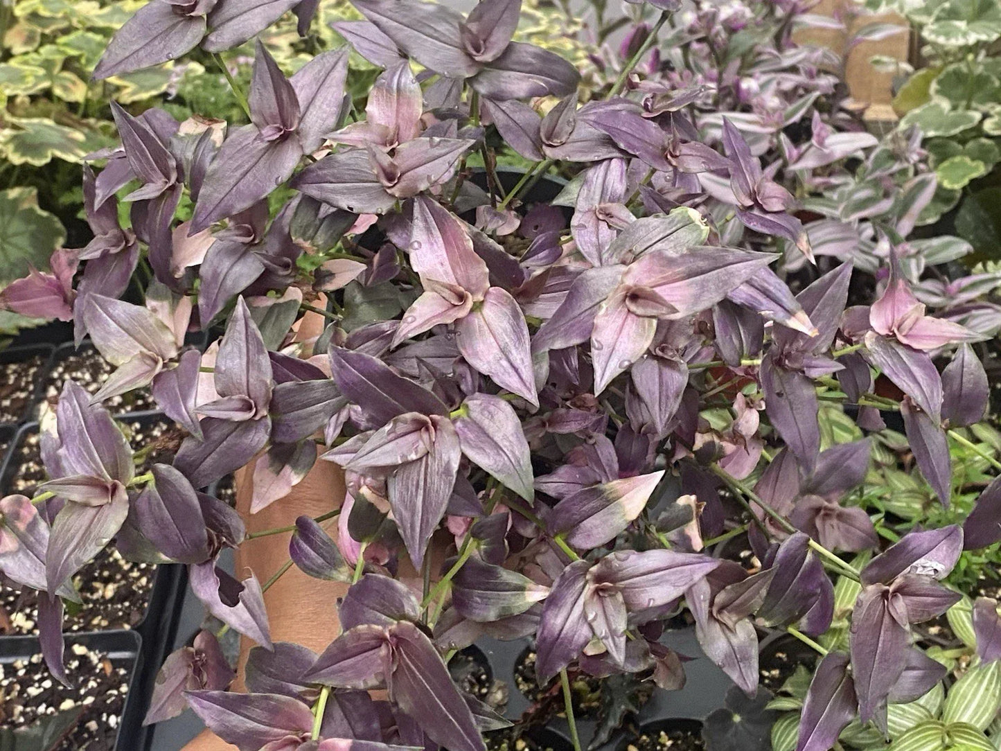 Purple Bridal Vail Live Plant Cuttings - 10 Cuttings, 5-6 Inches - Tradescantia fluminensis