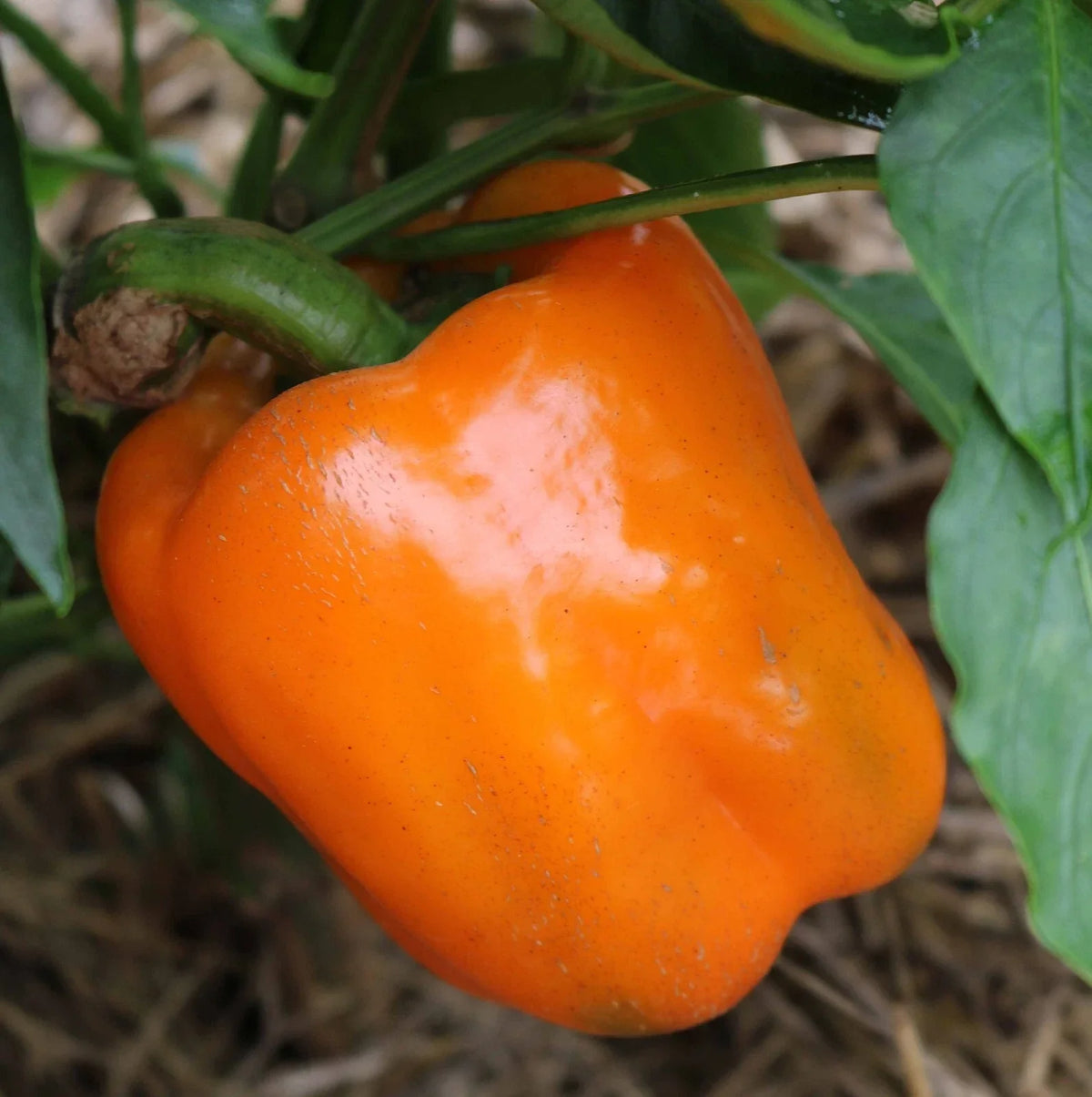 Orange Sun Sweet Bell Pepper Seeds – Heirloom Non-GMO Capsicum annuum, 120+ Seeds for Garden, Container, and Fresh Eating