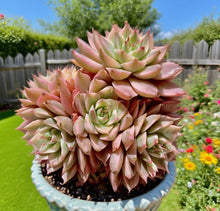 Margaret Succulent Plant - Rare 2.5-3" Easy Care Live Succulent, Bare Root, Hardy Variety, Ideal for Home Decor