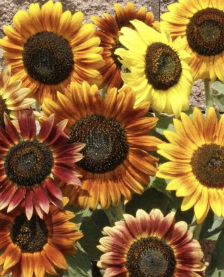 Sunflower Seeds Autumn Beauty - 200+ Helianthus annuus Seeds for Garden