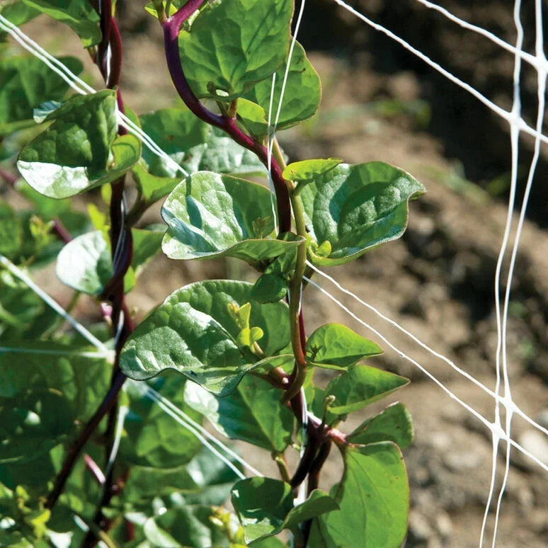 Red Stem Malabar Spinach Seeds - Non-GMO, Basella alba "rubra" - Vibrant Red Stems, Fast Germination, Easy to Grow, 75 Seeds
