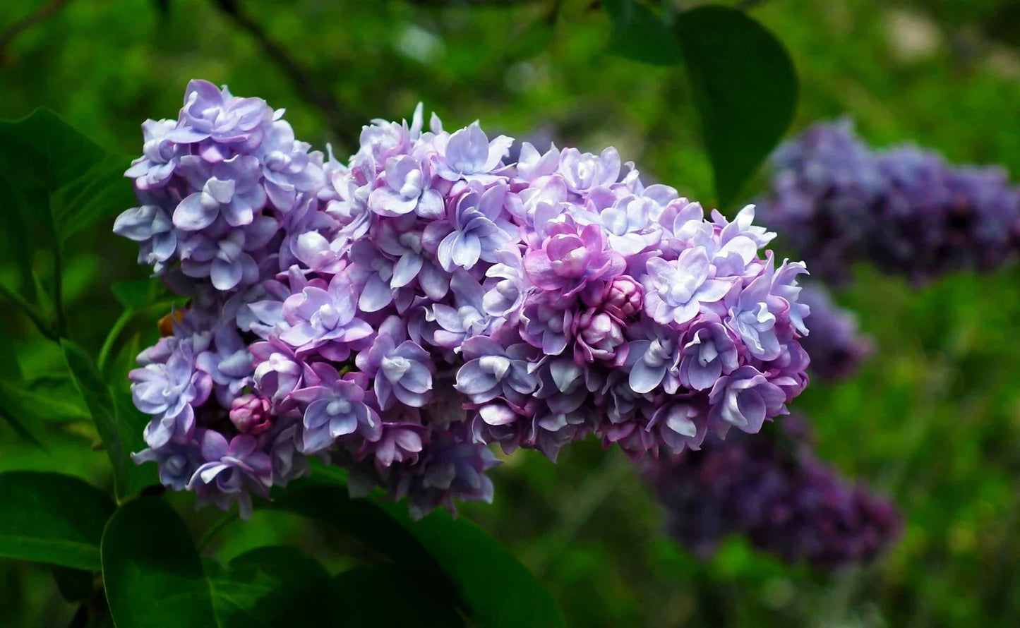 Live French Lilac Plant President Grevy Syringa vulgaris Fragrant Purple Blooms Bare Root