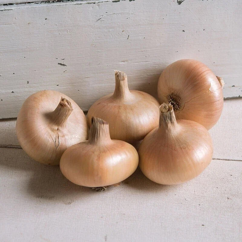 Gold Coin Onion Seeds - 250 Non-GMO Allium cepa Specialty Onion Seeds for Garden, Culinary & Home Growing