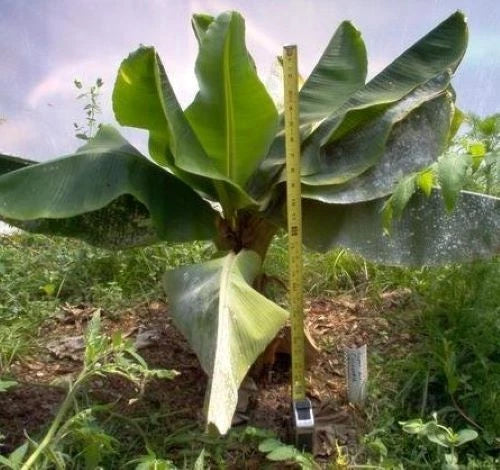 Dwarf Cavendish Banana Tree - Small Rooted Starter Plant in Pot - Musa acuminata Indoor/Outdoor Gardening