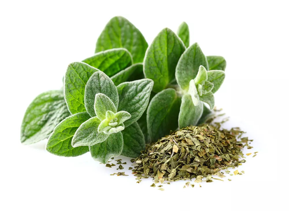 Italian Oregano Seeds – Non-GMO Heirloom, 500+ Seeds, Origanum vulgare subsp. hirtum, Culinary Herb for Garden & Indoor Growing