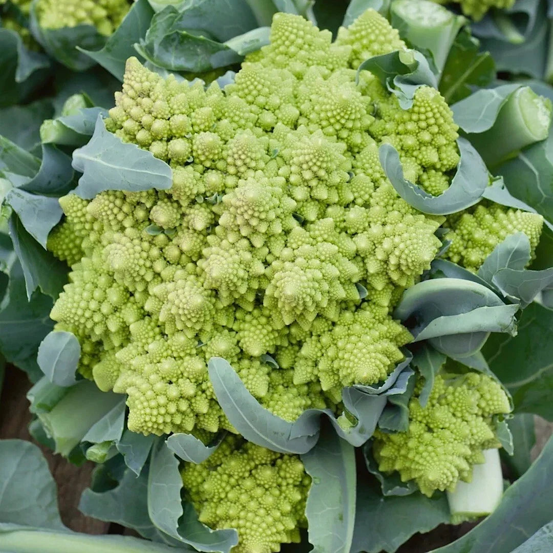 Romanesco Broccoli Seeds - 500 Non-GMO Heirloom Seeds for Organic Gardening, Brassica oleracea, Fractal Pattern, Full Sun