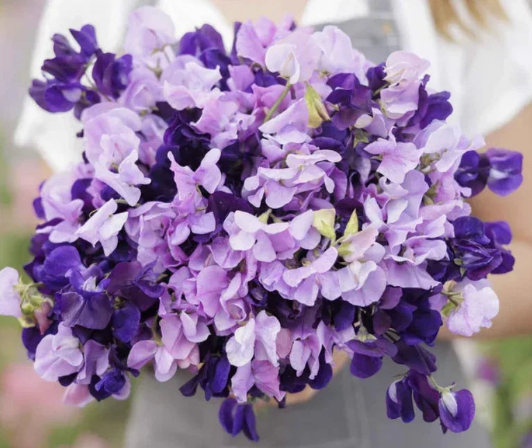 Sweet Pea Seeds - Purple Mix Climbing Vine - Fragrant, Non-GMO, 15 Seeds - Lathyrus odoratus