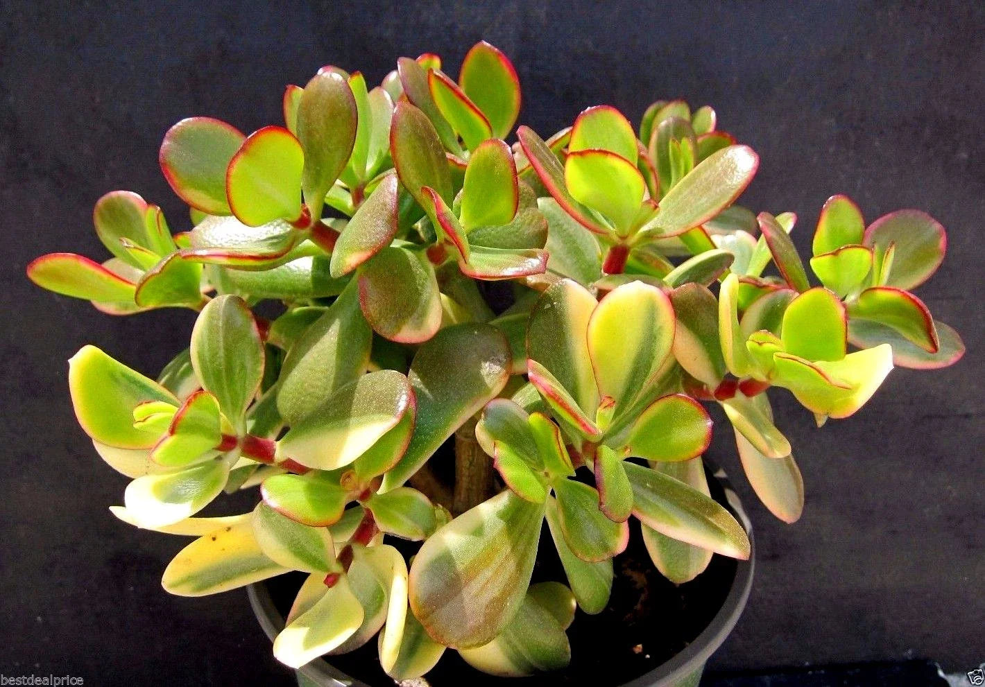 Variegated Lemon Lime Crassula Obliqua Cuttings - Rare Jade Succulent Plant