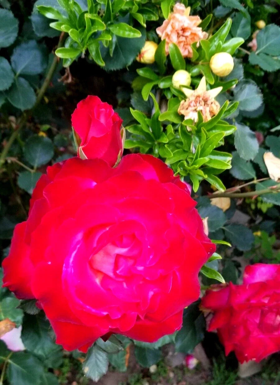 Classic Red Rose Cuttings - 3 Stem Fresh Live Rosa spp. for Garden, Border, or Indoor Planting