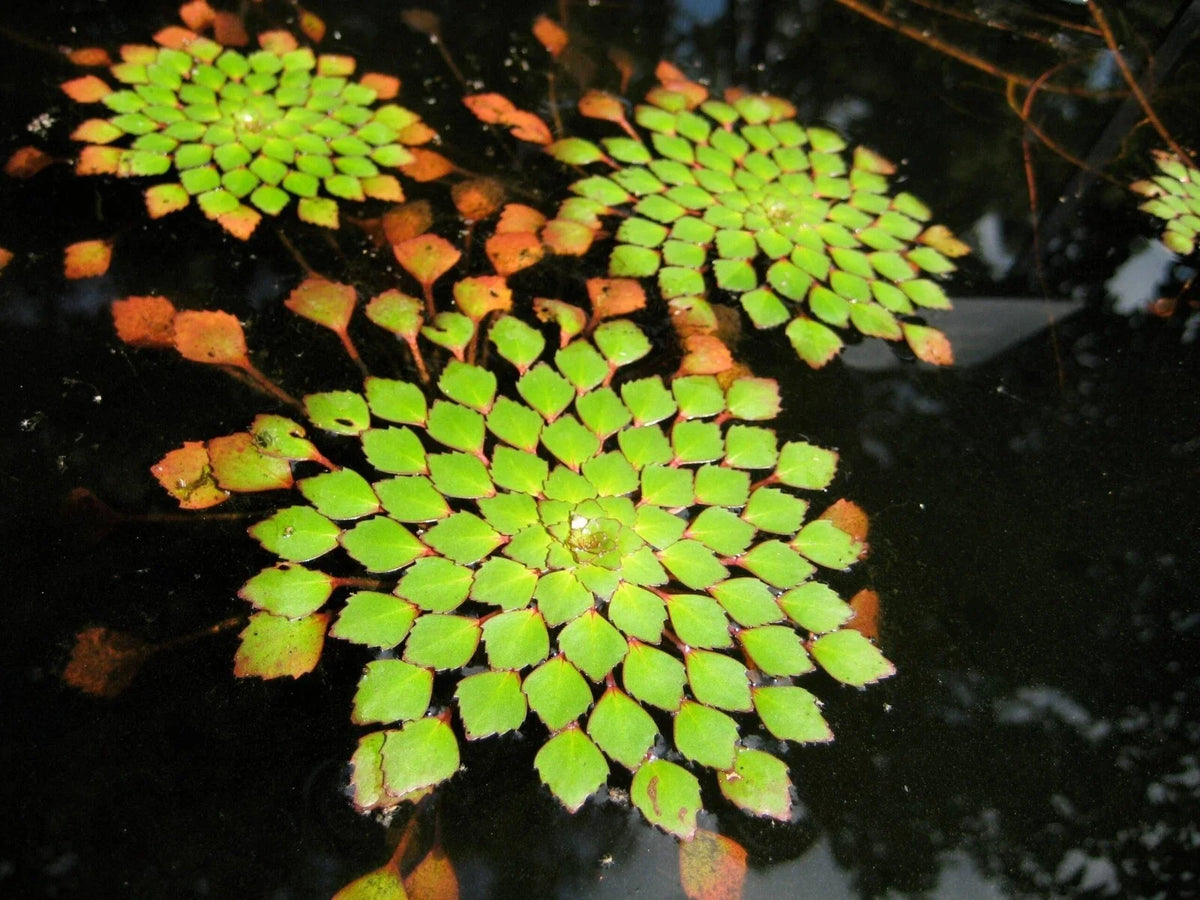 Live Aquarium and Pond Plant - Ludwigia Sedioides - Mosaic Patterned Leaves - Easy Care Aquatic Plant