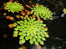 Live Aquarium and Pond Plant - Ludwigia Sedioides - Mosaic Patterned Leaves - Easy Care Aquatic Plant