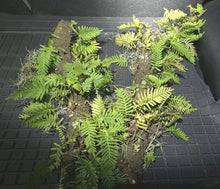 Resurrection Fern Live Plant Terrarium 12" Stick Polypodium polypodioides