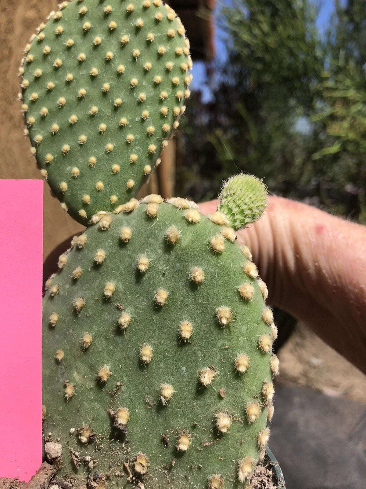 Opuntia Microdasys Bunny Ears Cactus Potted Plant, 6-Inch Off White Succulent for Indoor Decor