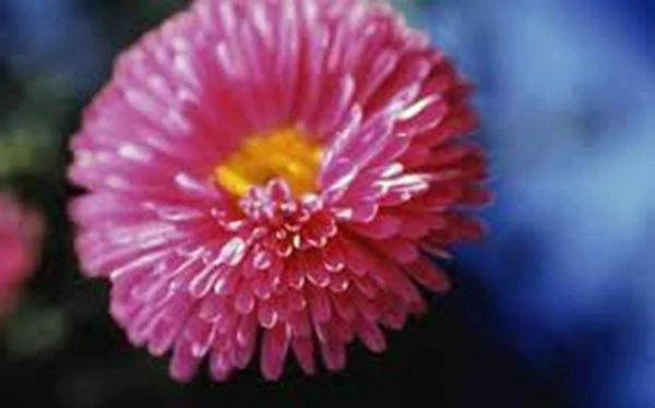 Aster Seeds - Rainbow Variety - Bright Vivid Blooms - Aster spp. - Flower Garden, Cut Flowers, Pollinator Attractant