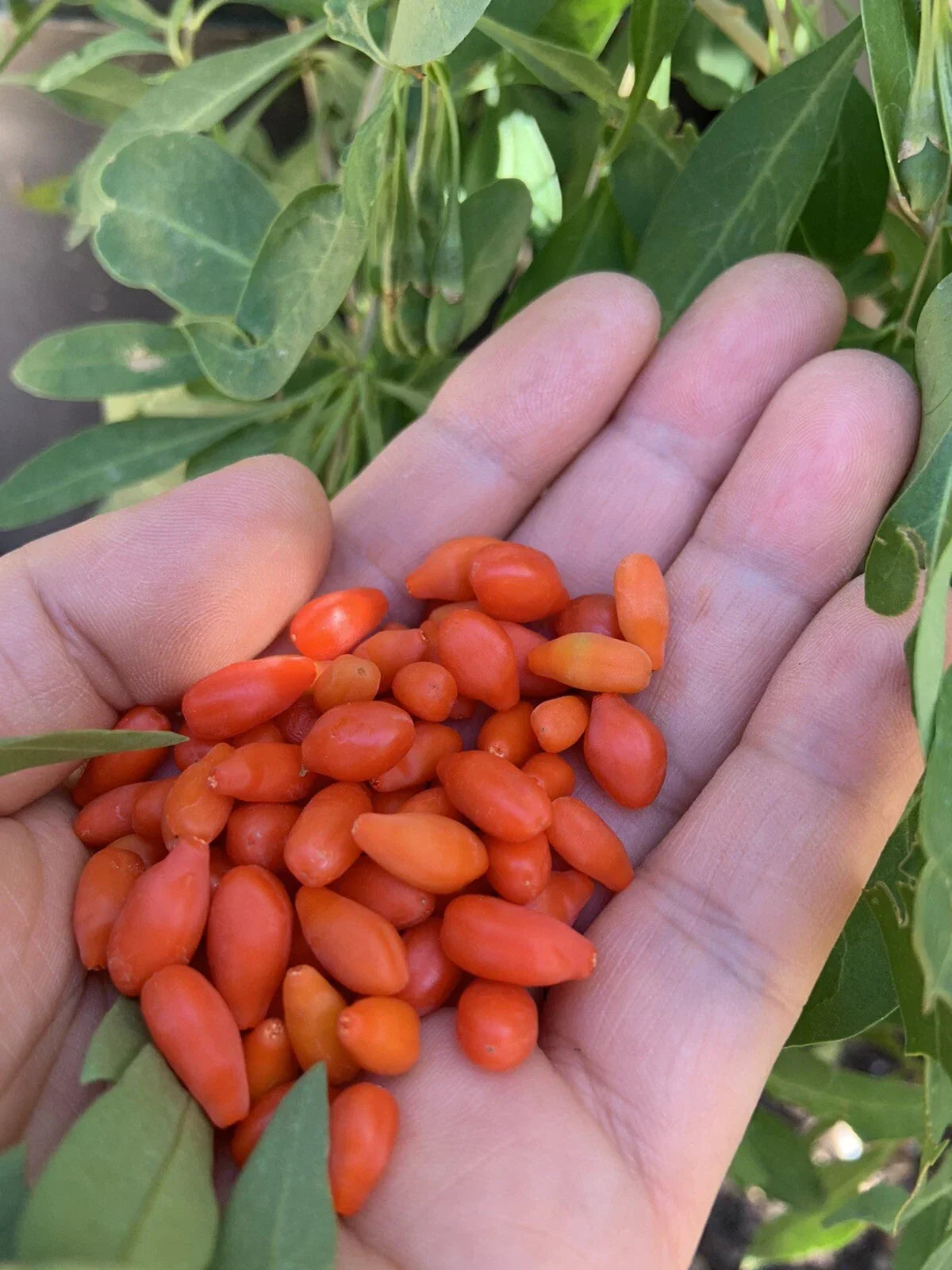 Goji Berry Plants Set – 3 Bare Root Lycium barbarum & 3 Cuttings – Edible Fast-Growing Garden Plants