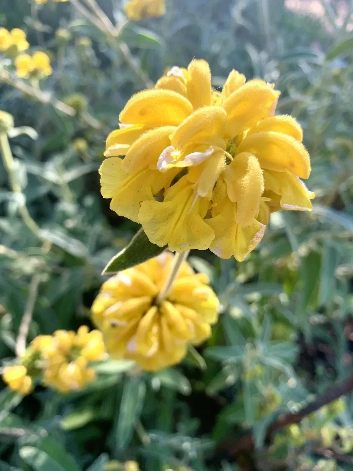 Shrubby Jerusalem Sage Seeds - Phlomis fruticosa - 50 Pack - Drought Tolerant Perennial for Full Sun Gardens