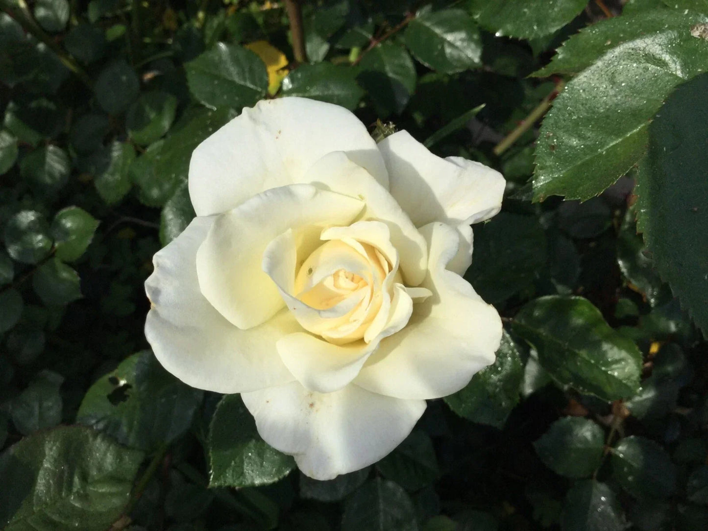 White Iceberg Rose Cuttings 3 Stems for Rooting Grafting Rosa 'Iceberg' Garden Plant Propagation