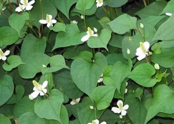 Fish Mint Seeds - Houttuynia Cordata Chameleon Plant Ground Cover - 300 Seeds for Garden & Culinary Use
