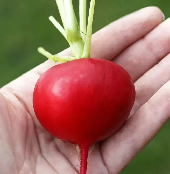 German Giant Radish Seeds - Organic Non-GMO Heirloom Raphanus sativus, Fast-Growing Crisp Radish Seeds for Salad & Garnish