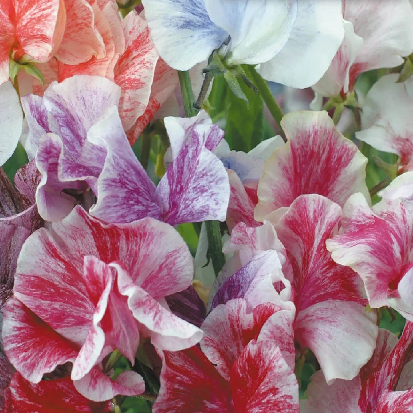 Sweet Pea Seeds | Heirloom Streamer Mix | Fragrant Climbing Flowers | Lathyrus odoratus Seed Packet