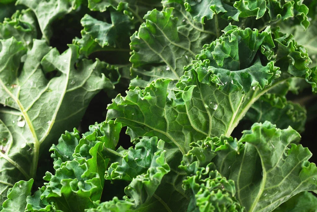 Dwarf Siberian Kale Seeds – 300+ Non-GMO Vegetable Garden Seeds – Brassica oleracea var. sabellica – Compact, Bushy Greens
