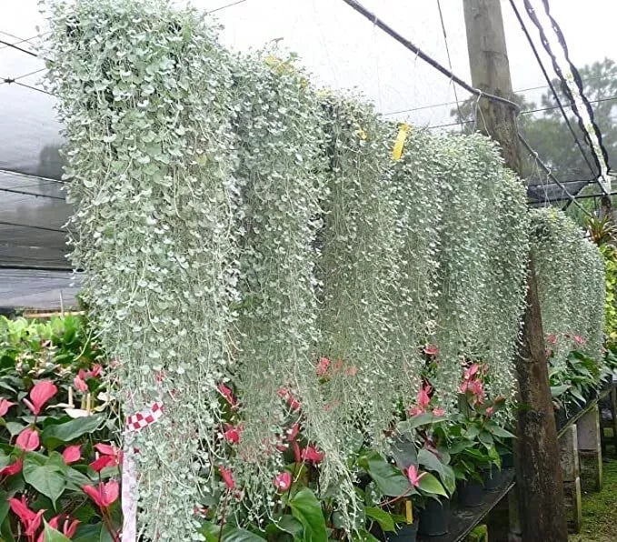 Silver Falls Dichondra Seeds - 10 Seeds for Cascading Weeping Plant