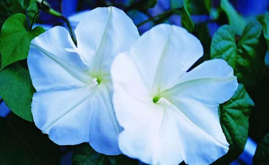 Moonflower Seeds - Ipomoea alba Night Blooming Fragrant 100+ Seeds