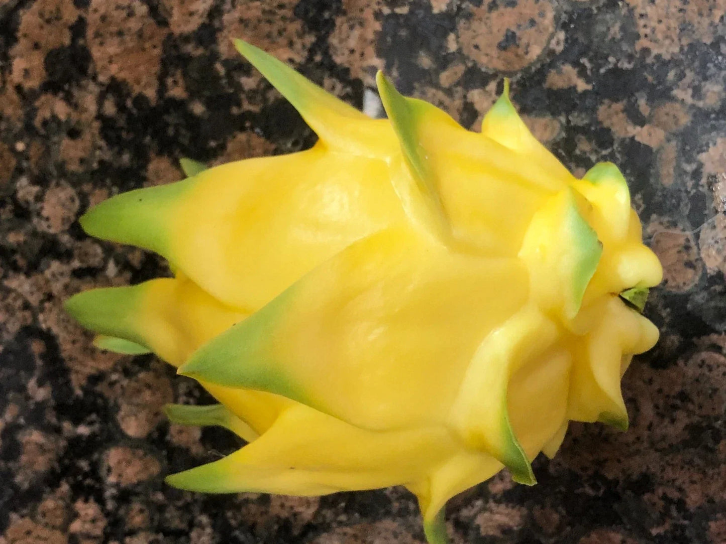 Hawaiian Gold Dragon Plant Cuttings 8-10" | Dracaena draco | Tropical Indoor Houseplant for Propagation