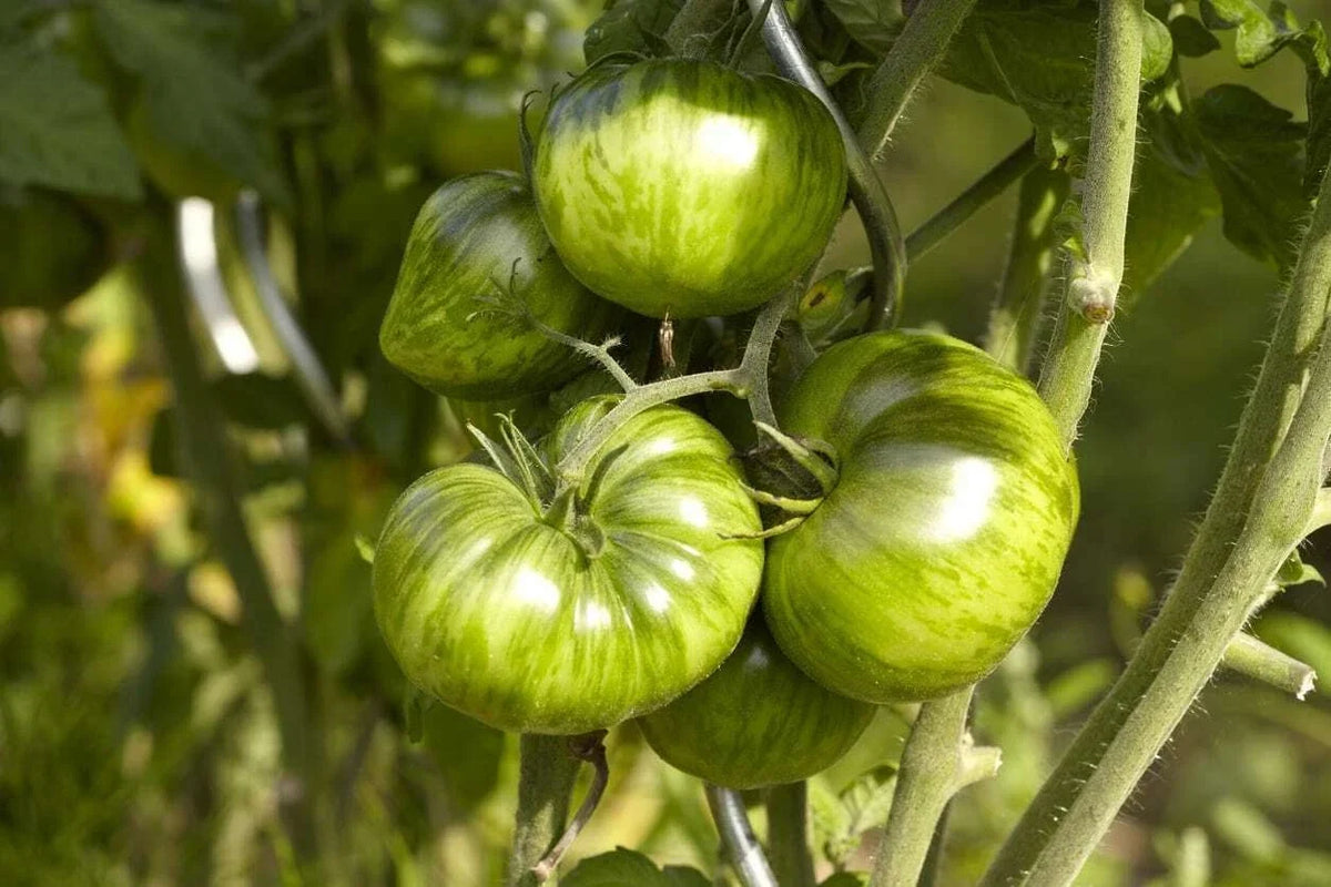 Green Zebra Tomato Seeds - Bi-Colored, Non-GMO, Heirloom Solanum lycopersicum, Indeterminate, for Garden & Containers