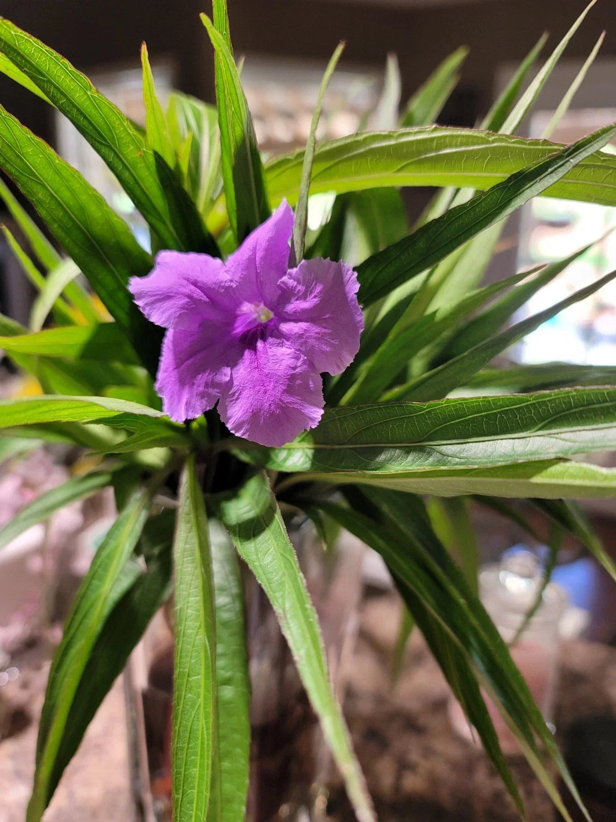 Mexican Petunia Cuttings - 6 Purple Showers Perennials - Ruellia simplex - Attracts Pollinators - Easy to Grow