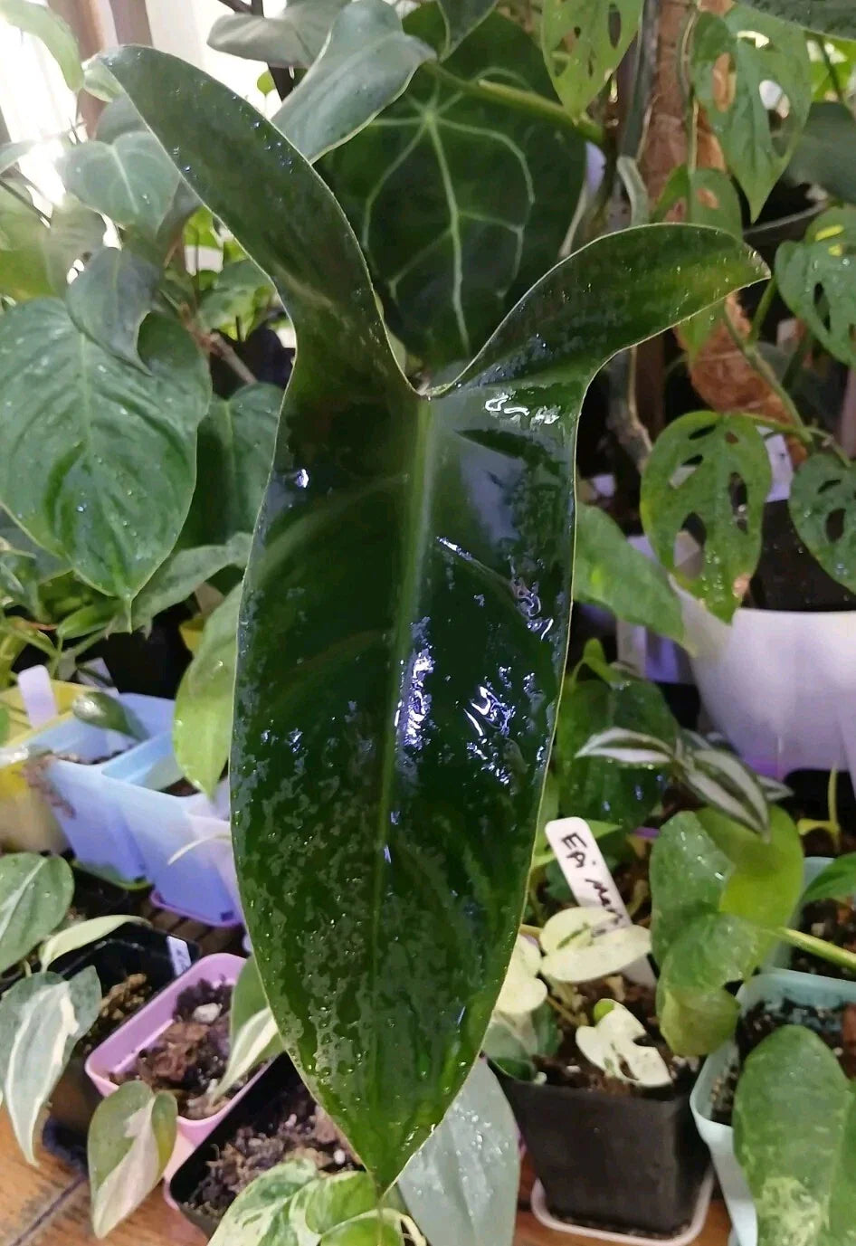 Philodendron Mexicanum Unrooted Cuttings Set of 5, Tropical Houseplant for Propagation, Indoor Plant Decor