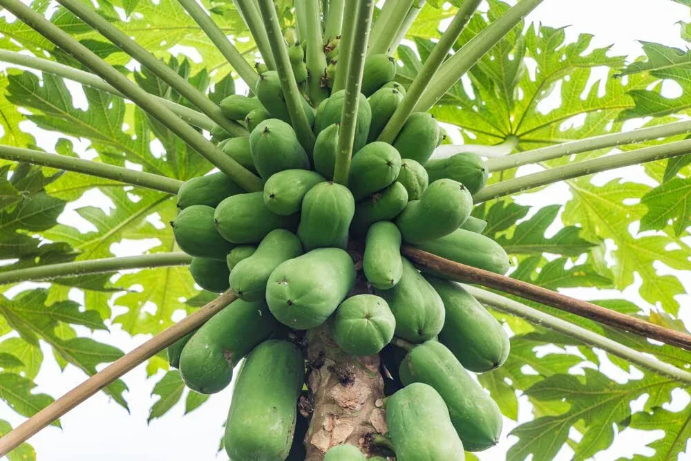 Papaya Tree Seeds - 5 Seeds - Honeydew Variety - Carica Papaya