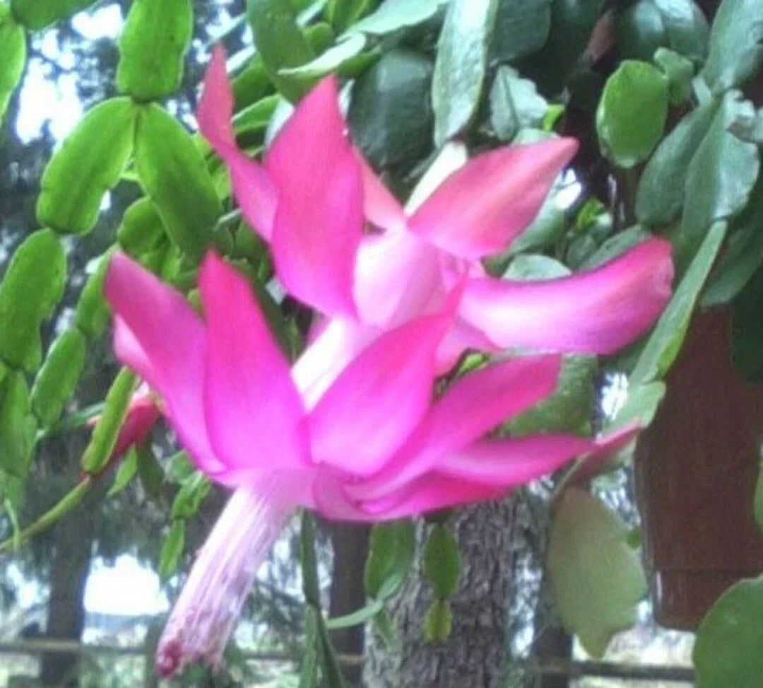 Christmas Cactus 3-Pack Old Fashioned Pink Schlumbergera × buckleyi Indoor Plant, Holiday Flower, Easy Care