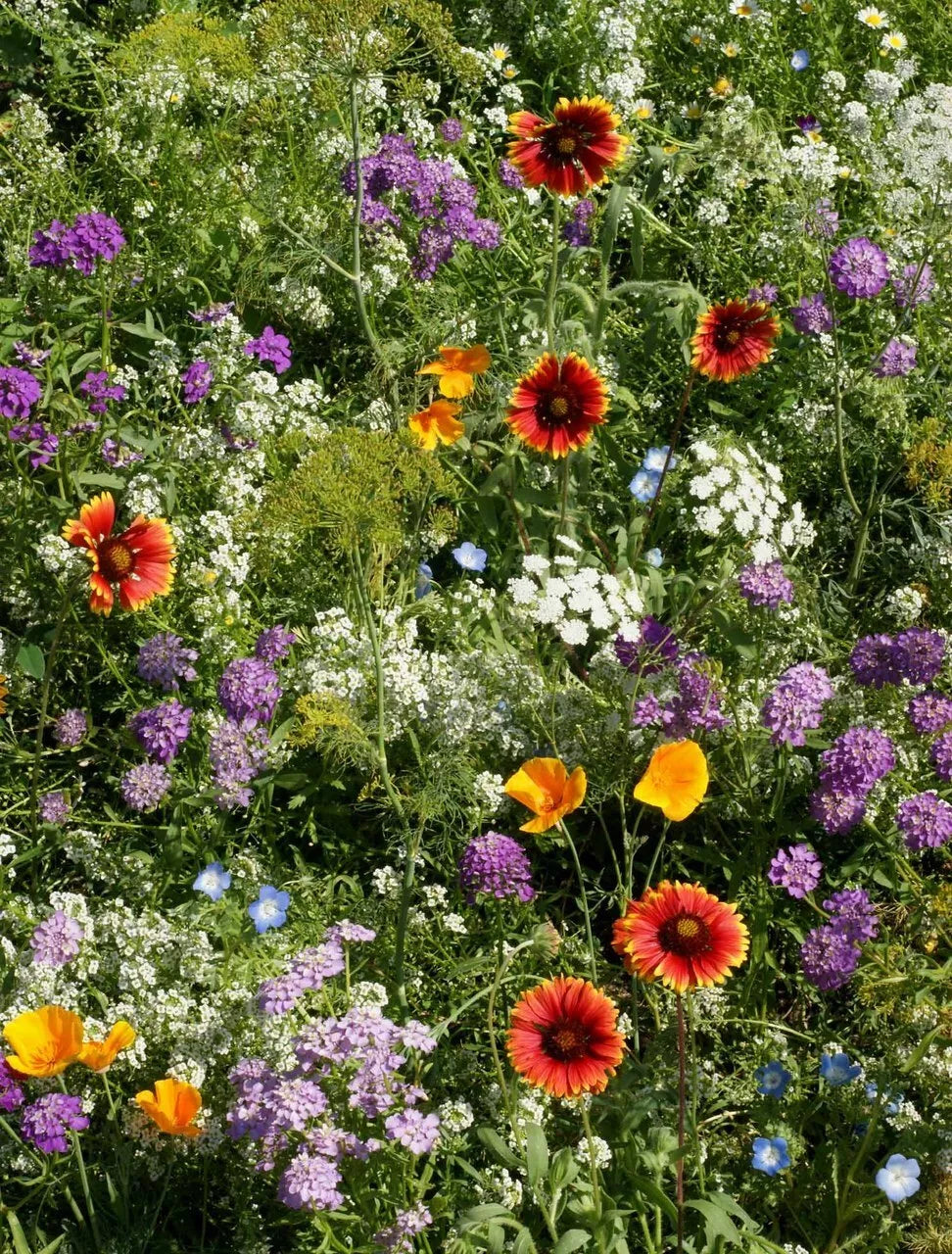 Deer Resistant Wildflower Seed Mix 1/4 LB, 13 Native Species, Pollinator-Friendly, Drought-Tolerant, Full Sun to Partial Shade