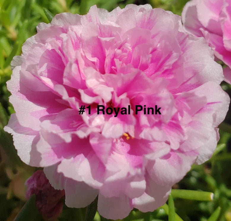 Moss Rose Cuttings - 10 Unrooted Royal Pink Portulaca Grandiflora for Sunny Gardens, Containers, and Borders