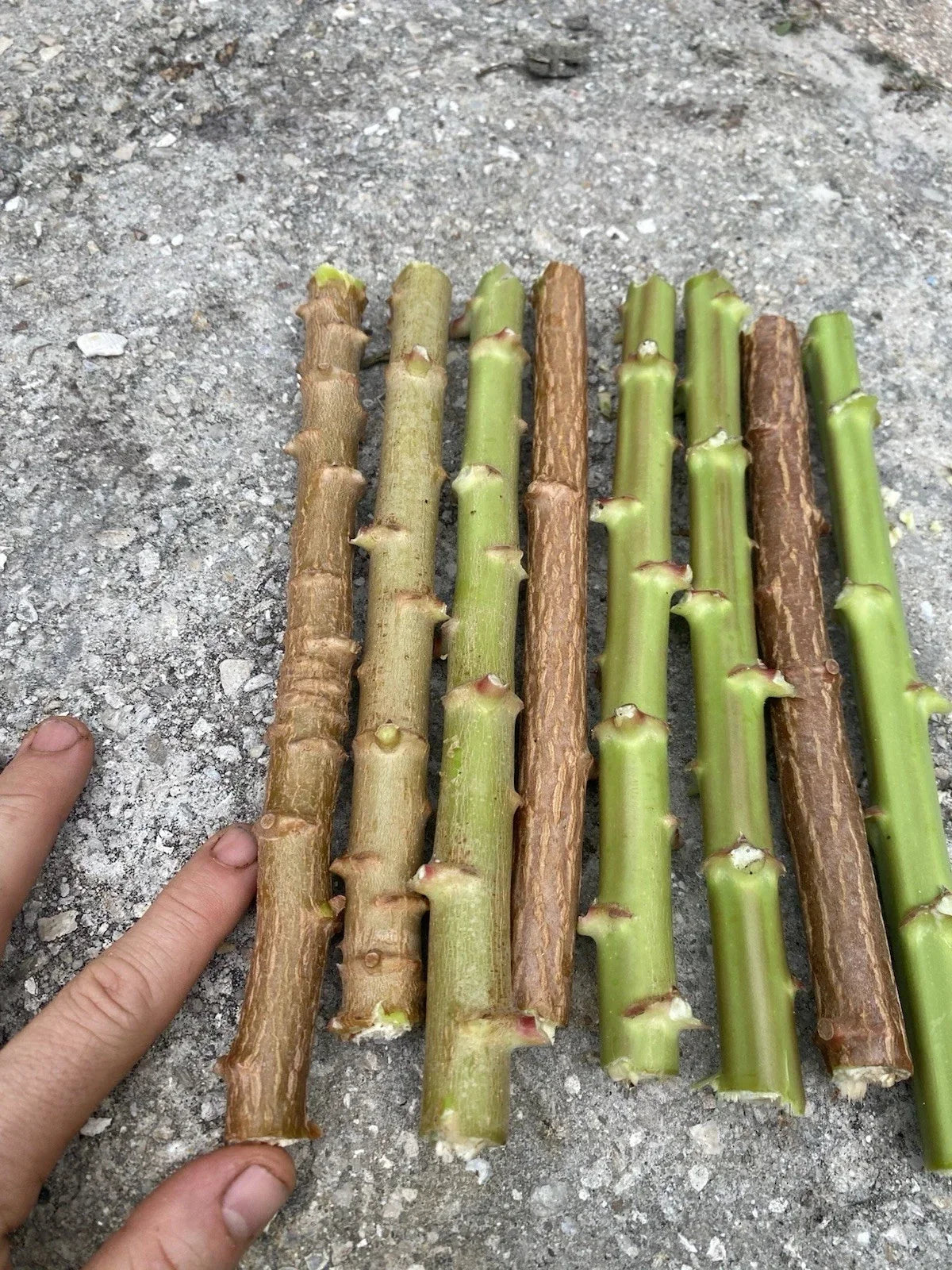 Yuca Cassava Cuttings 5-8 Inches Organic Manihot Esculenta Live Stem Plants for Gardening
