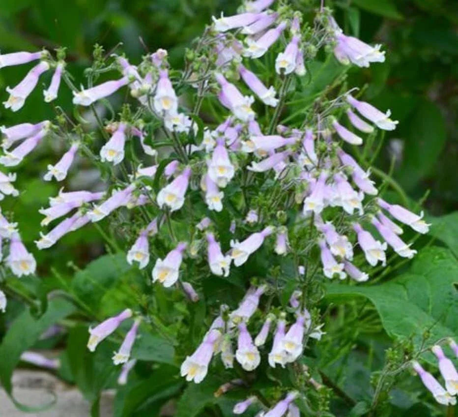 Hairy Beardtongue Seeds - 200 Count Penstemon hirsutus Wildflower Seeds