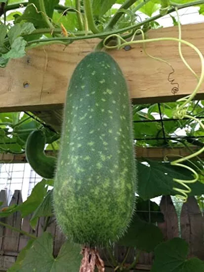 Wax Gourd Seeds 50+ Winter Melon White Ash Benincasa Hispida Heirloom Vegetable Seeds for Home Garden