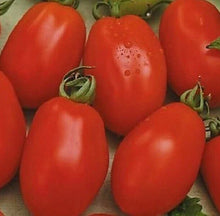 RIO GRANDE TOMATO SEEDS 100+ Vegetable Garden Culinary Sauce (Solanum lycopersicum) - Heirloom Variety